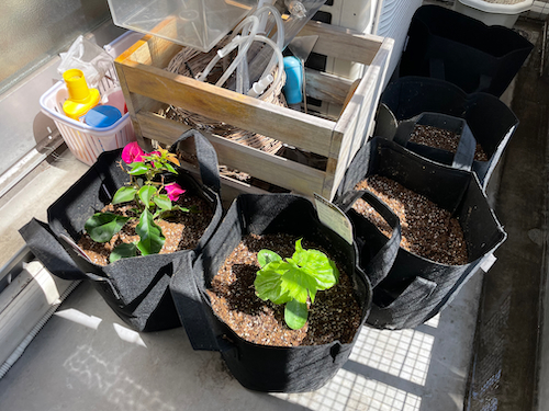 ガーデンデザイナー監修 Plantatta 不織布プランター 3ガロン 5枚入 おしゃれ 植木鉢 寄せ植え 鉢カバー 栽培袋 園芸 植物栽培 家庭菜園に最適 バッグみたいなプランター The Pooh Files